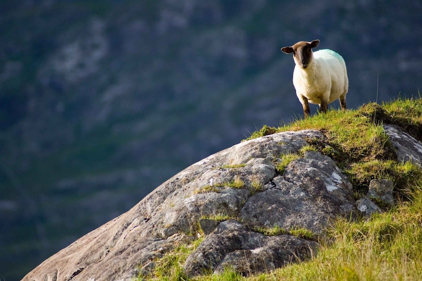 Picture 8 for Activity From Cork: Ring of Kerry Guided Day Trip