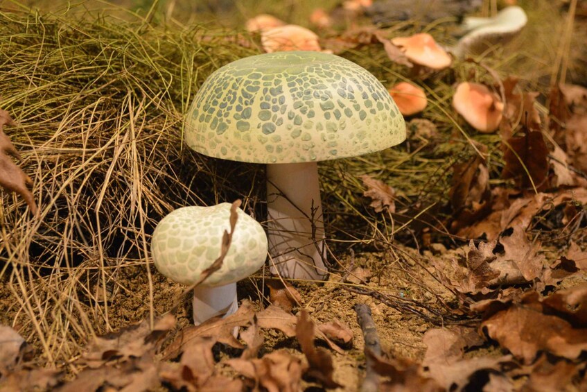 Meteora: Natural History Museum and Mushroom Museum Tour