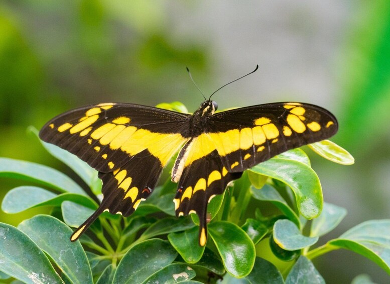 Picture 11 for Activity Prague: Papilonia Butterfly House