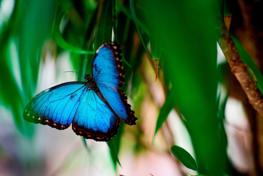 Picture 9 for Activity Prague: Papilonia Butterfly House