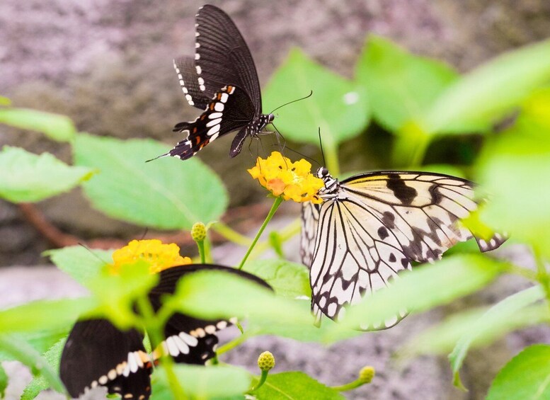 Picture 8 for Activity Prague: Papilonia Butterfly House