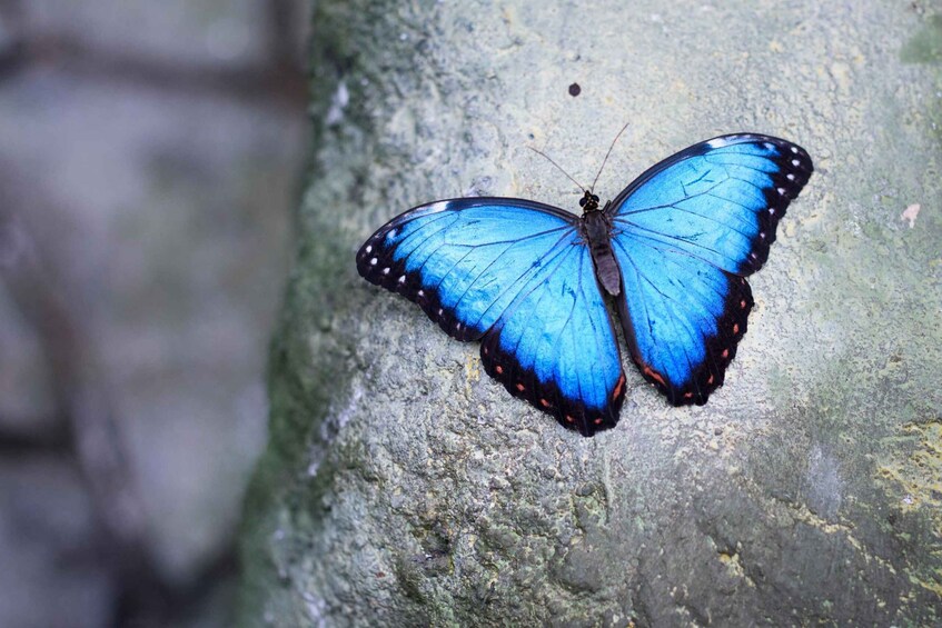 Picture 2 for Activity Prague: Papilonia Butterfly House