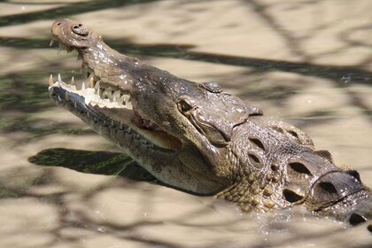 PALO VERDE BOAT TOUR & FARMING TOUR