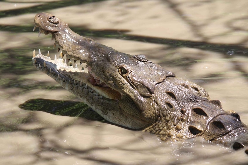 PALO VERDE BOAT TOUR & FARMING TOUR