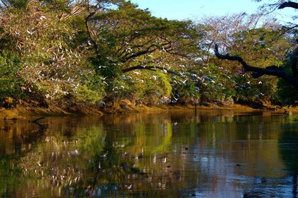 PALO VERDE BOAT TOUR & FARMING TOUR