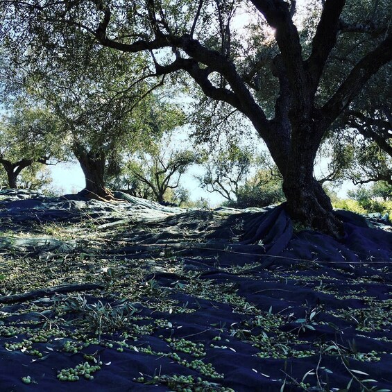 Picture 3 for Activity Olive Grove Tour & Olive Oil Tasting and Lunch in Messinia