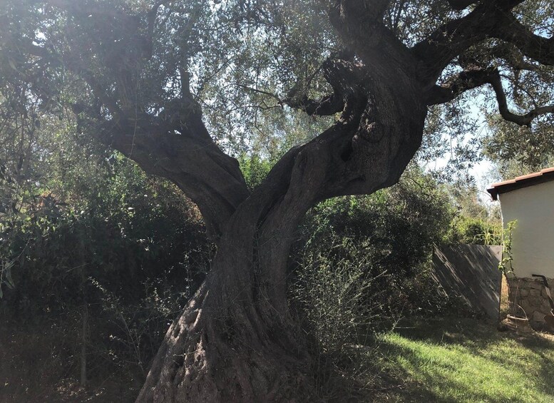 Picture 15 for Activity Olive Grove Tour & Olive Oil Tasting and Lunch in Messinia