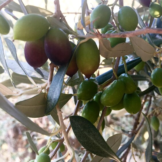 Picture 13 for Activity Olive Grove Tour & Olive Oil Tasting and Lunch in Messinia