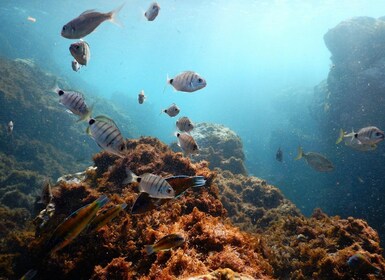 Snorkling dyreliv i Terceira Island