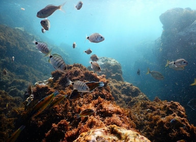 Snorkeling Wildlife in Terceira Island