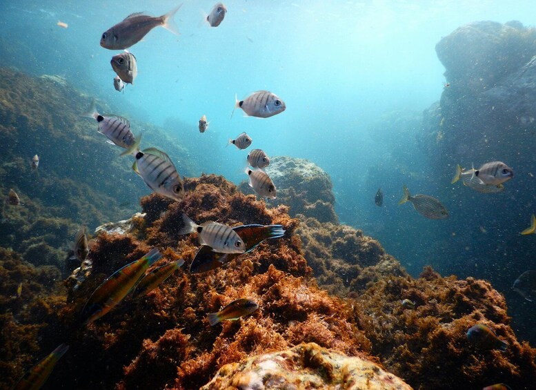 Snorkeling Wildlife in Terceira Island