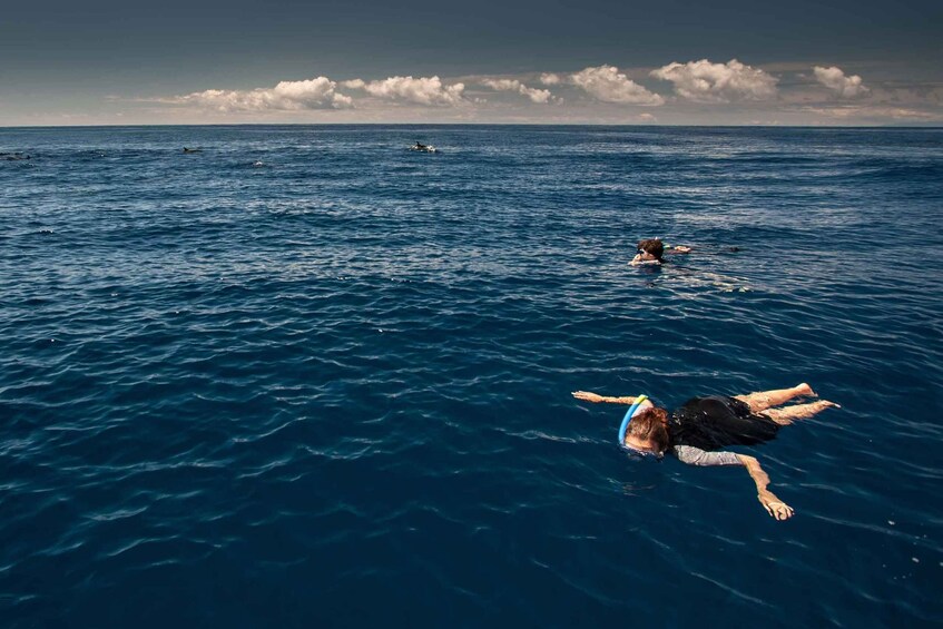 Picture 2 for Activity Snorkeling Wildlife in Terceira Island