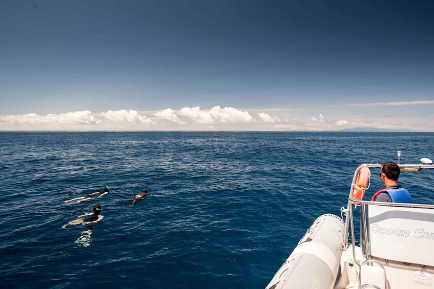Picture 3 for Activity Snorkeling Wildlife in Terceira Island