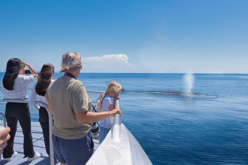 Picture 3 for Activity Auckland: Tikapa Moana Whale and Dolphin Wildlife Cruise