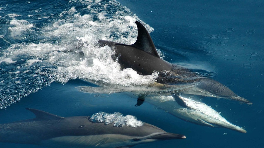 Auckland: Tikapa Moana Whale and Dolphin Wildlife Cruise