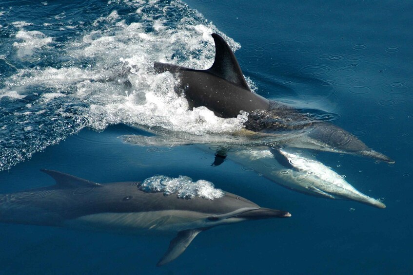 Auckland: Tikapa Moana Whale and Dolphin Wildlife Cruise