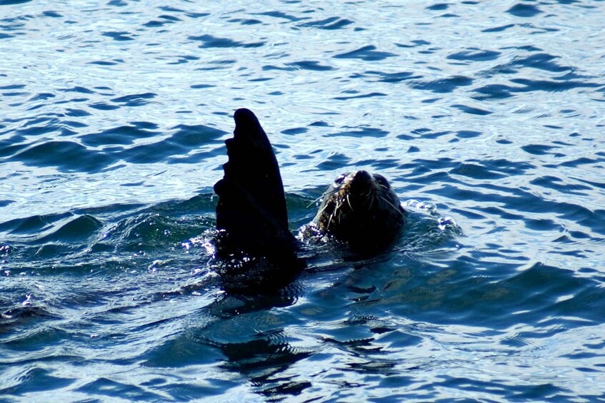 Picture 2 for Activity Auckland: Tikapa Moana Whale and Dolphin Wildlife Cruise