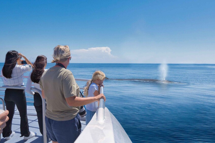 Picture 3 for Activity Auckland: Tikapa Moana Whale and Dolphin Wildlife Cruise