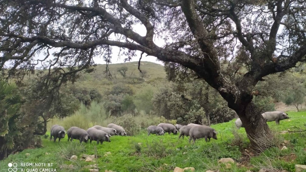 Picture 12 for Activity Organic Iberian pig farm experience, food&ecofriendly