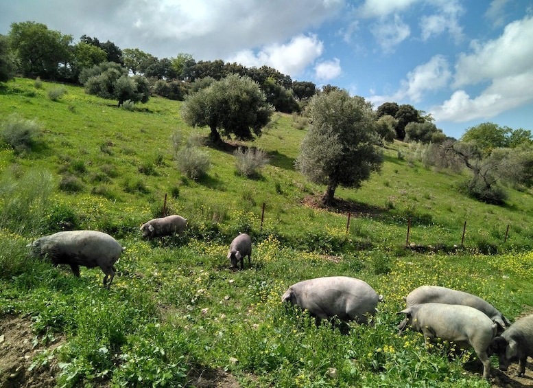 Picture 14 for Activity Organic Iberian pig farm experience, food&ecofriendly