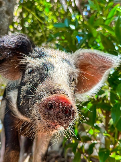 Picture 19 for Activity Nassau: Sun Cay and Swimming Pigs Boat Trip with Lunch