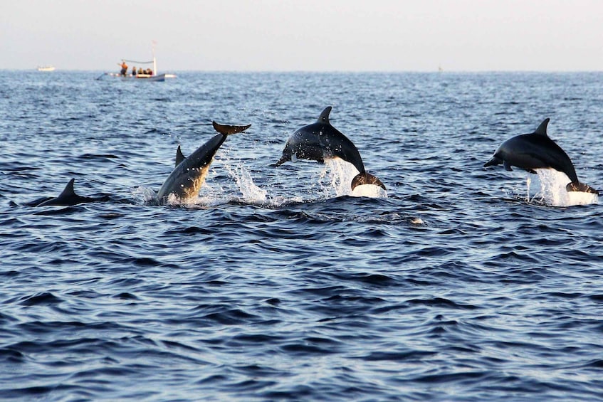 Picture 4 for Activity Muscat: 3 Hours Dolphin Watching and Snorkeling Tour