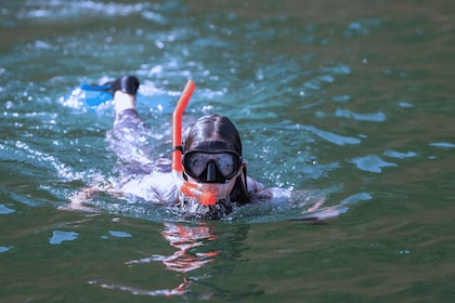 Muscat: 3 Hours Dolphin Watching and Snorkelling Tour