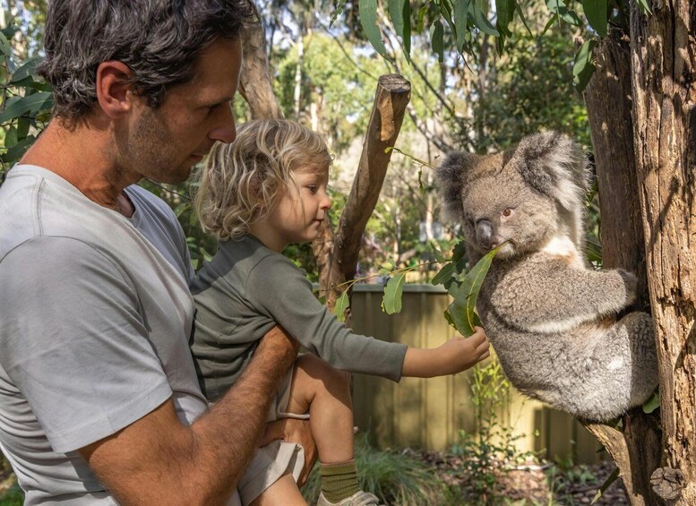 Picture 13 for Activity PRIVATE Blue Mountains Scenic World Kangaroo Koala Encounter