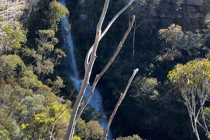 Picture 8 for Activity PRIVATE Featherdale Zoo Blue Mountains Scenic World Tour