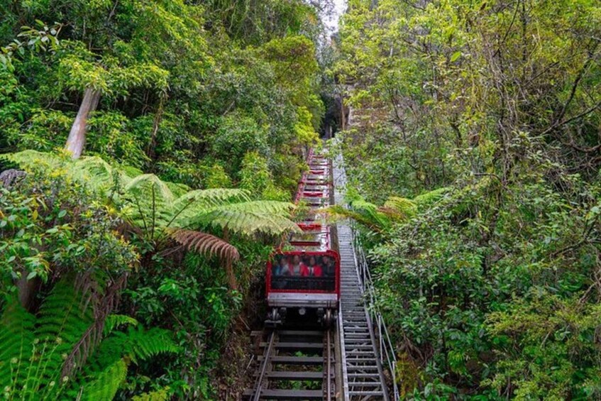 Picture 10 for Activity PRIVATE Featherdale Zoo Blue Mountains Scenic World Tour