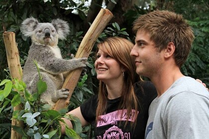 PRIVATE Featherdale Zoo Blue Mountains Scenic World excursion