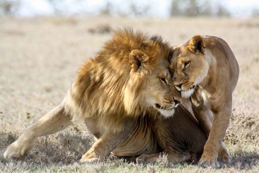 Picture 3 for Activity Hartbeespoort: Lion and Safari Park Guided Tour