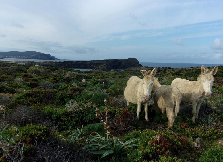 Asinara in bike: giro in bici alla scoperta del parco