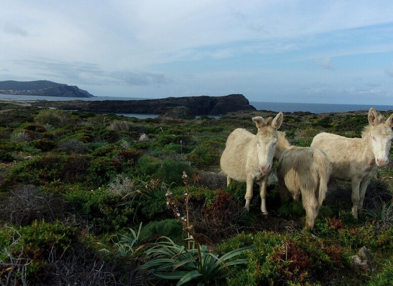 Asinara in bike: giro in bici alla scoperta del parco