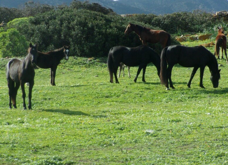 Picture 1 for Activity Asinara in bike: giro in bici alla scoperta del parco