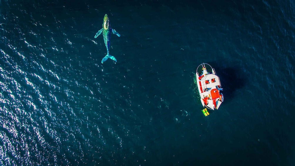 Picture 1 for Activity La Cruz de Huanacaxtle: Full-Day Marietas Islands Boat Tour