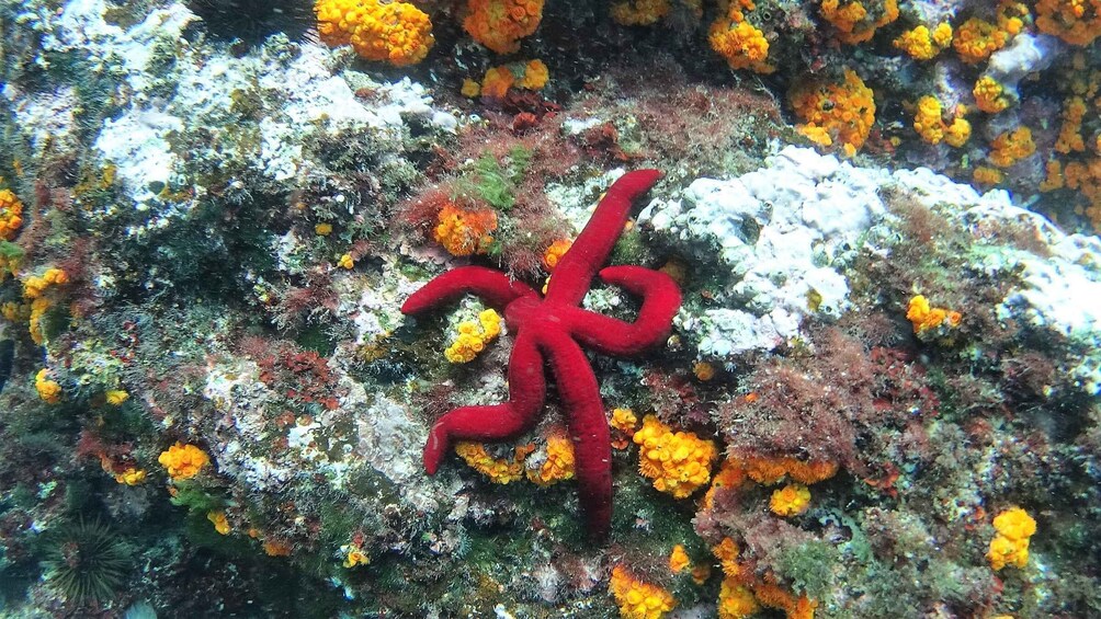 Picture 23 for Activity La Herradura: Cerro Gordo Natural Park Kayak & Snorkel Tour