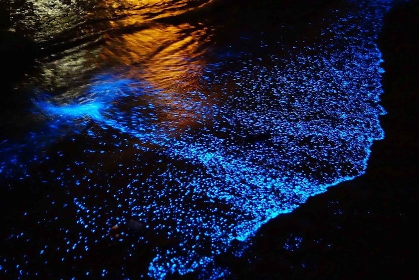 Picture 4 for Activity Holbox: Private Bioluminescence Beach Tour by Golf Cart