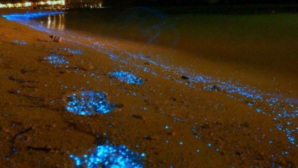 Picture 3 for Activity Holbox: Private Bioluminescence Beach Tour by Golf Cart