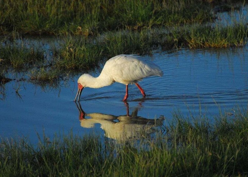 Picture 25 for Activity Private Game Drives in Amboseli