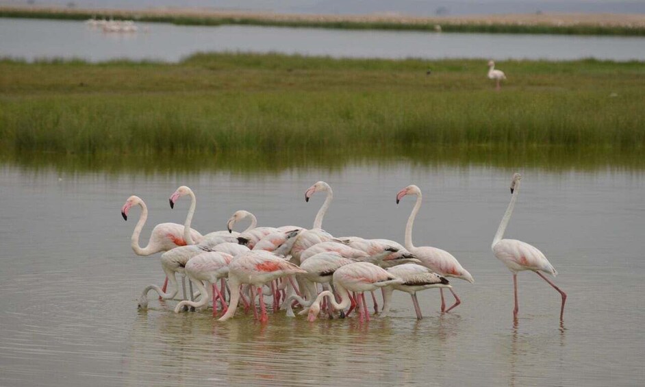 Private Game Drives in Amboseli