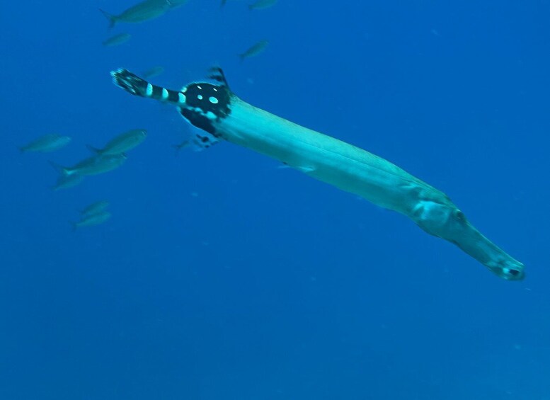 Picture 3 for Activity Tenerife : Diving License in one day