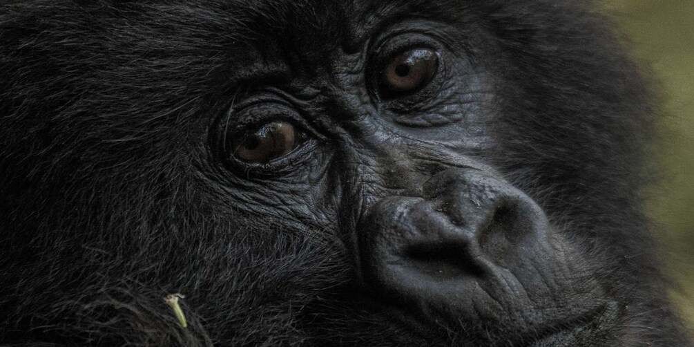 Picture 1 for Activity 2 Days Gorilla Trekking Tour