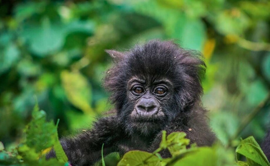 Picture 3 for Activity 2 Days Gorilla Trekking Tour