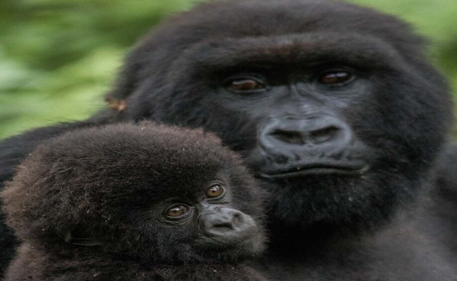 Picture 2 for Activity 2 Days Gorilla Trekking Tour