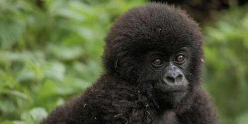 2 Days Gorilla Trekking Tour