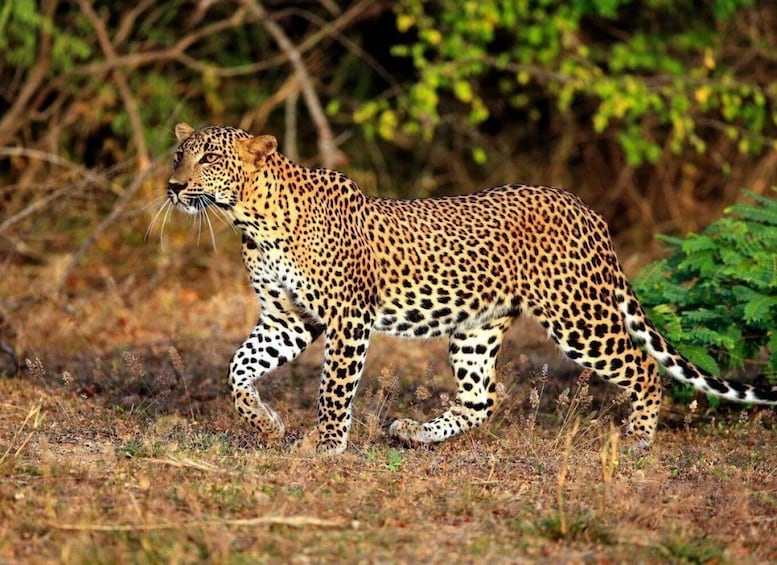 Picture 4 for Activity From Yala: Full-Day Private Leopard Safari with Lunch
