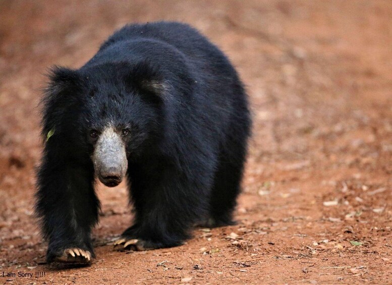 Picture 3 for Activity From Yala: Full-Day Private Leopard Safari with Lunch