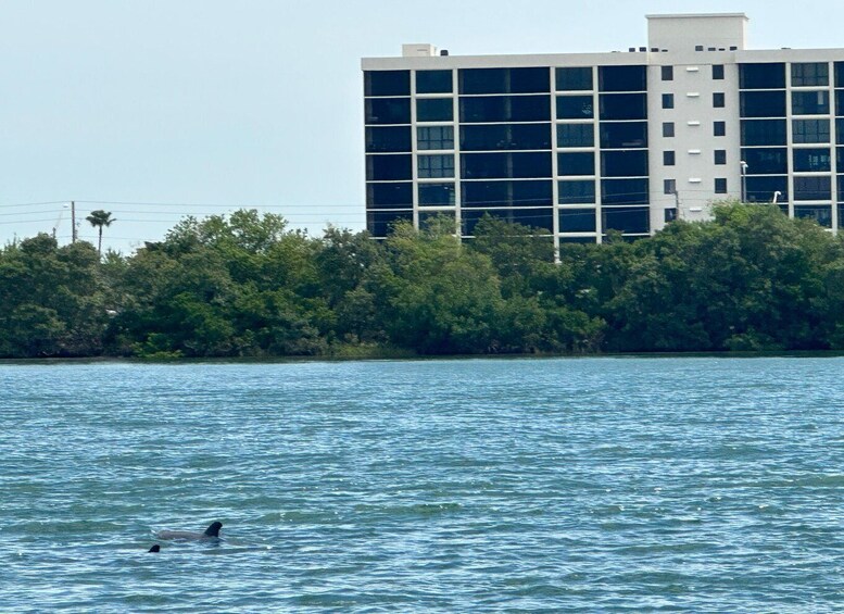 Picture 7 for Activity St Petersburg, FL: 3 Hour Islands Hopping Eco Tour