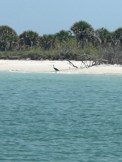 Picture 9 for Activity St Petersburg, FL: 3 Hour Islands Hopping Eco Tour